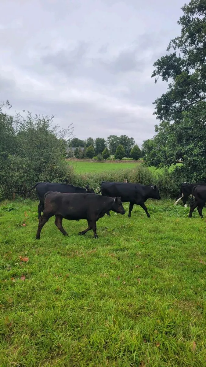 4 Angus and 2 hereford  heifers - Image 2