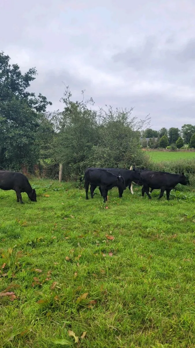 4 Angus and 2 hereford  heifers - Image 3
