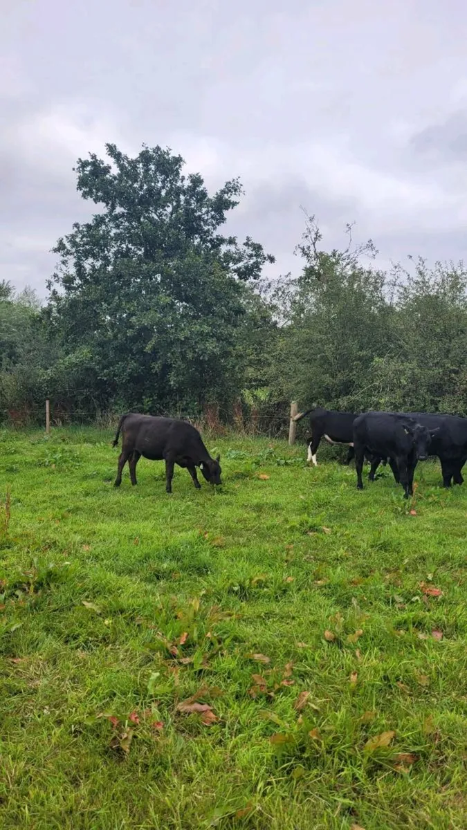 4 Angus and 2 hereford  heifers - Image 4