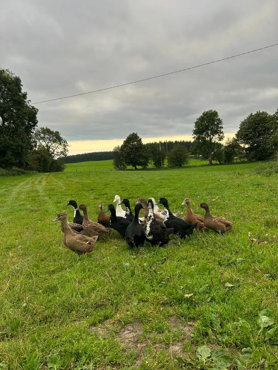 Ducks - Image 4