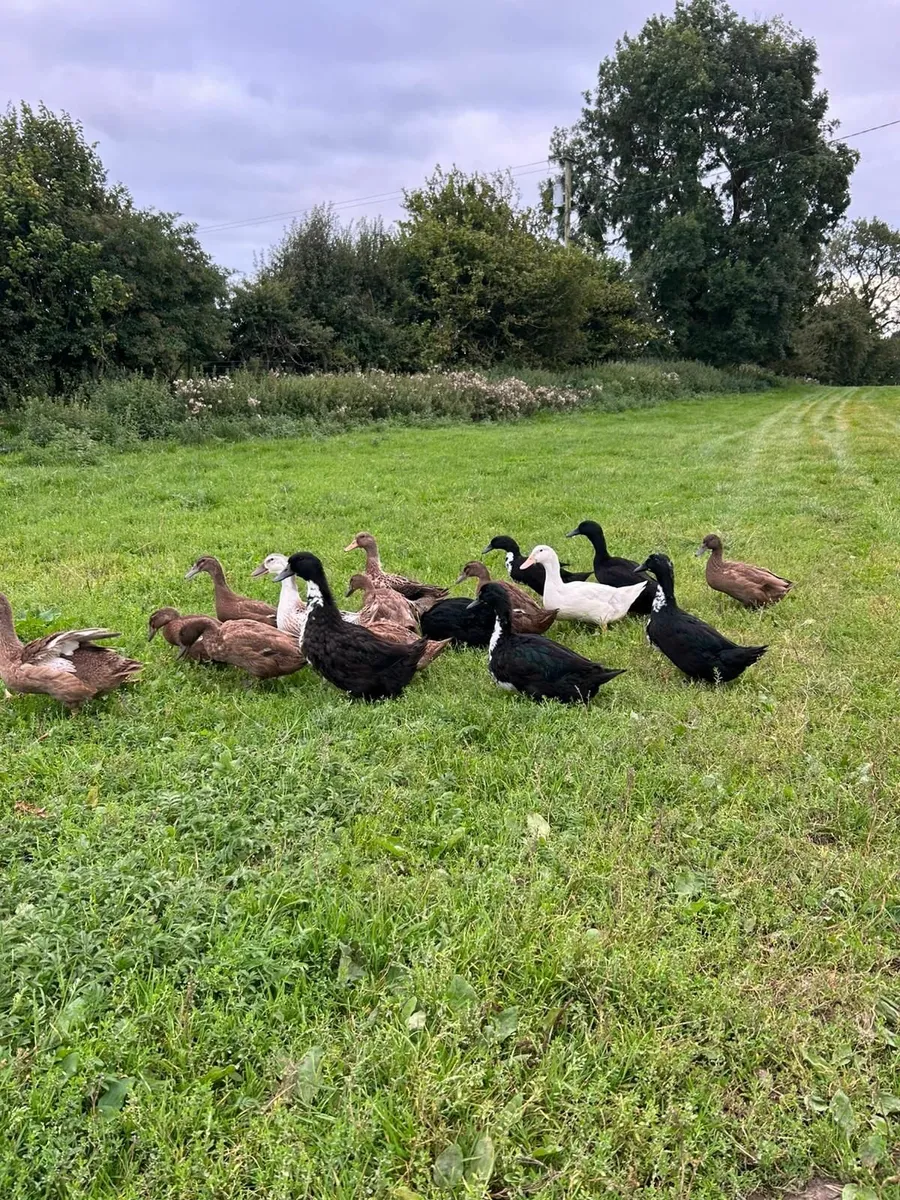 Ducks - Image 2