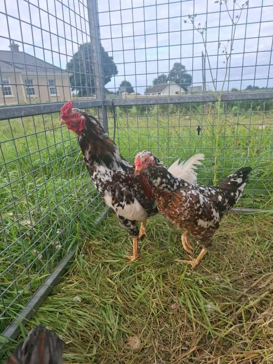 Pair of asil game fowl - Image 1