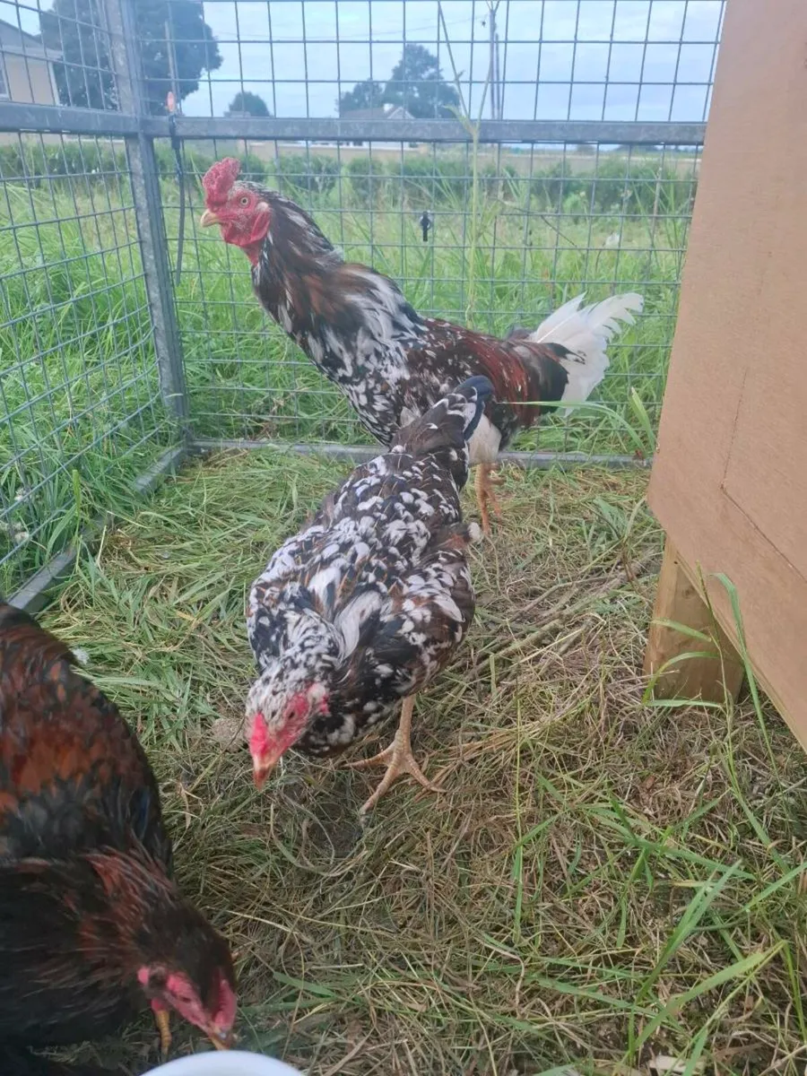Pair of asil game fowl - Image 2