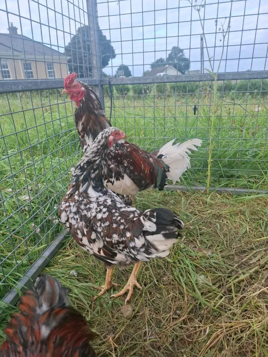 Pair of asil game fowl - Image 3