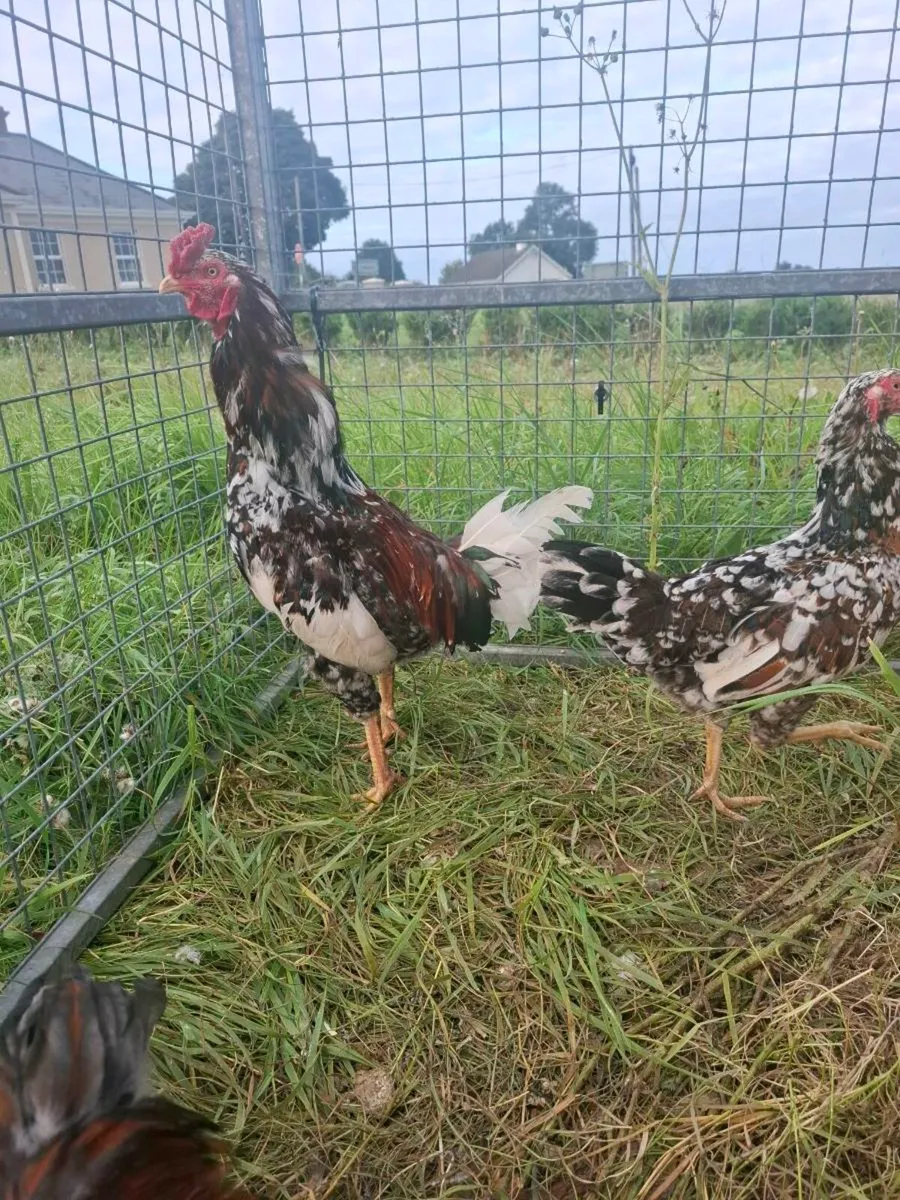 Pair of asil game fowl - Image 4