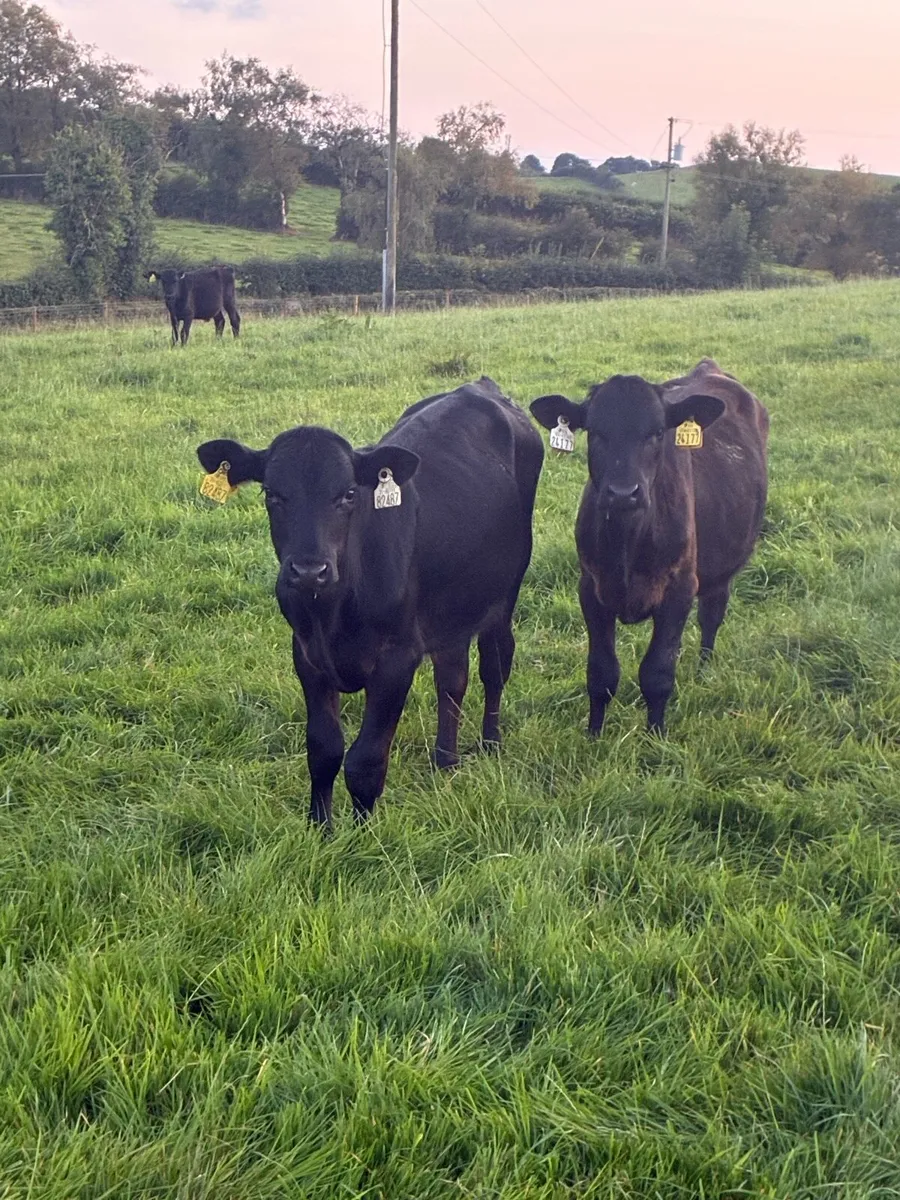 Angus bulls - Image 1
