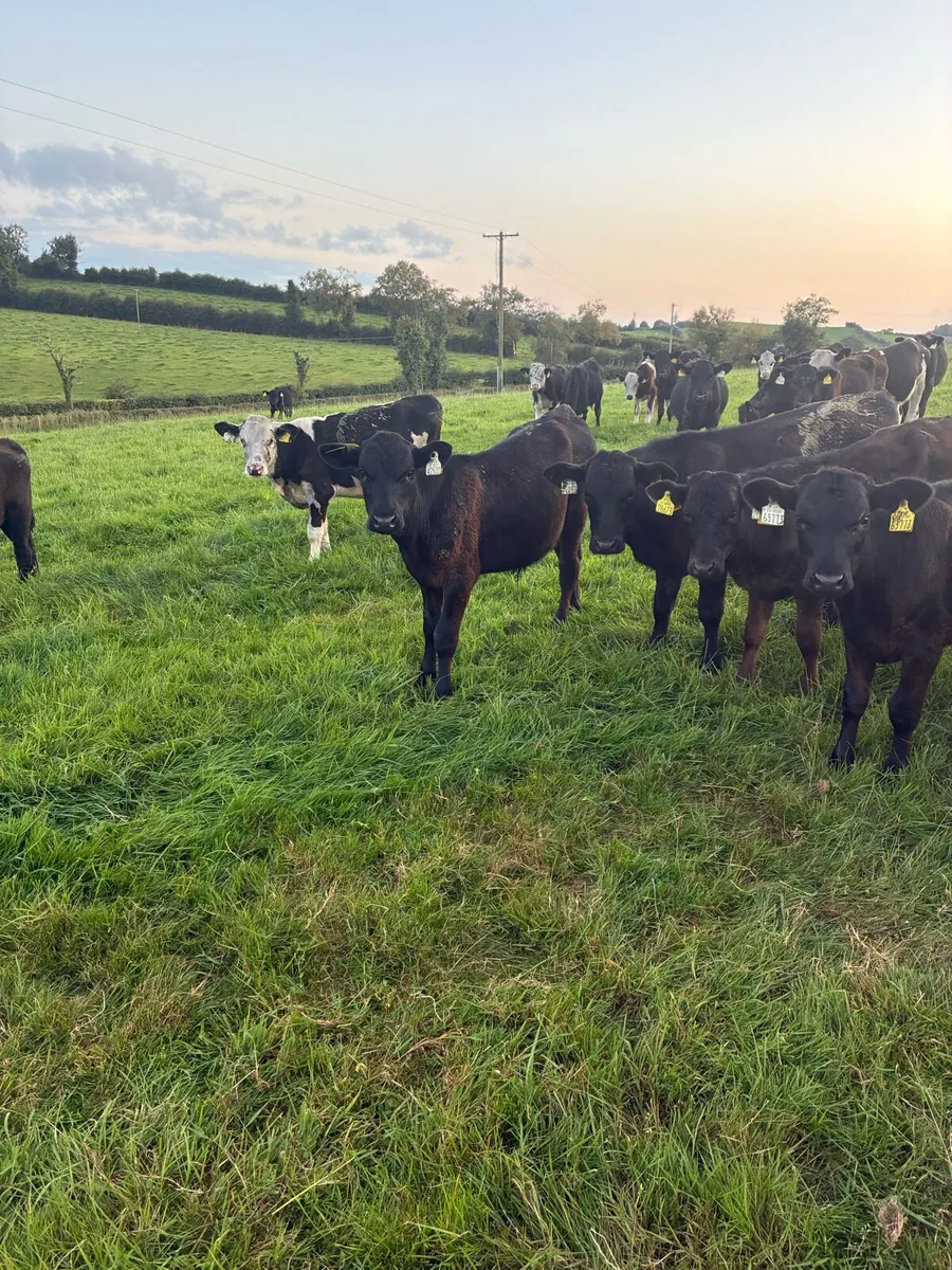 Angus bulls - Image 2