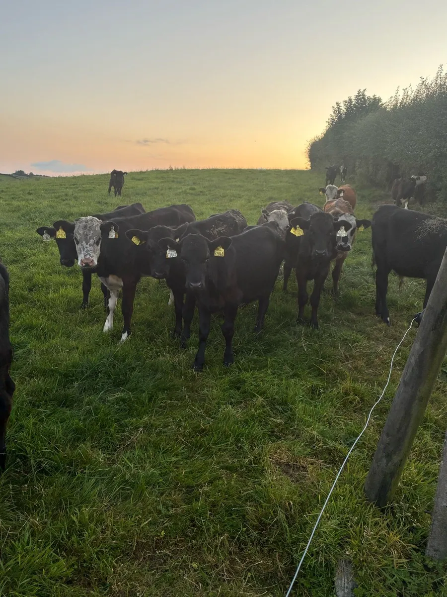 Angus bulls - Image 3