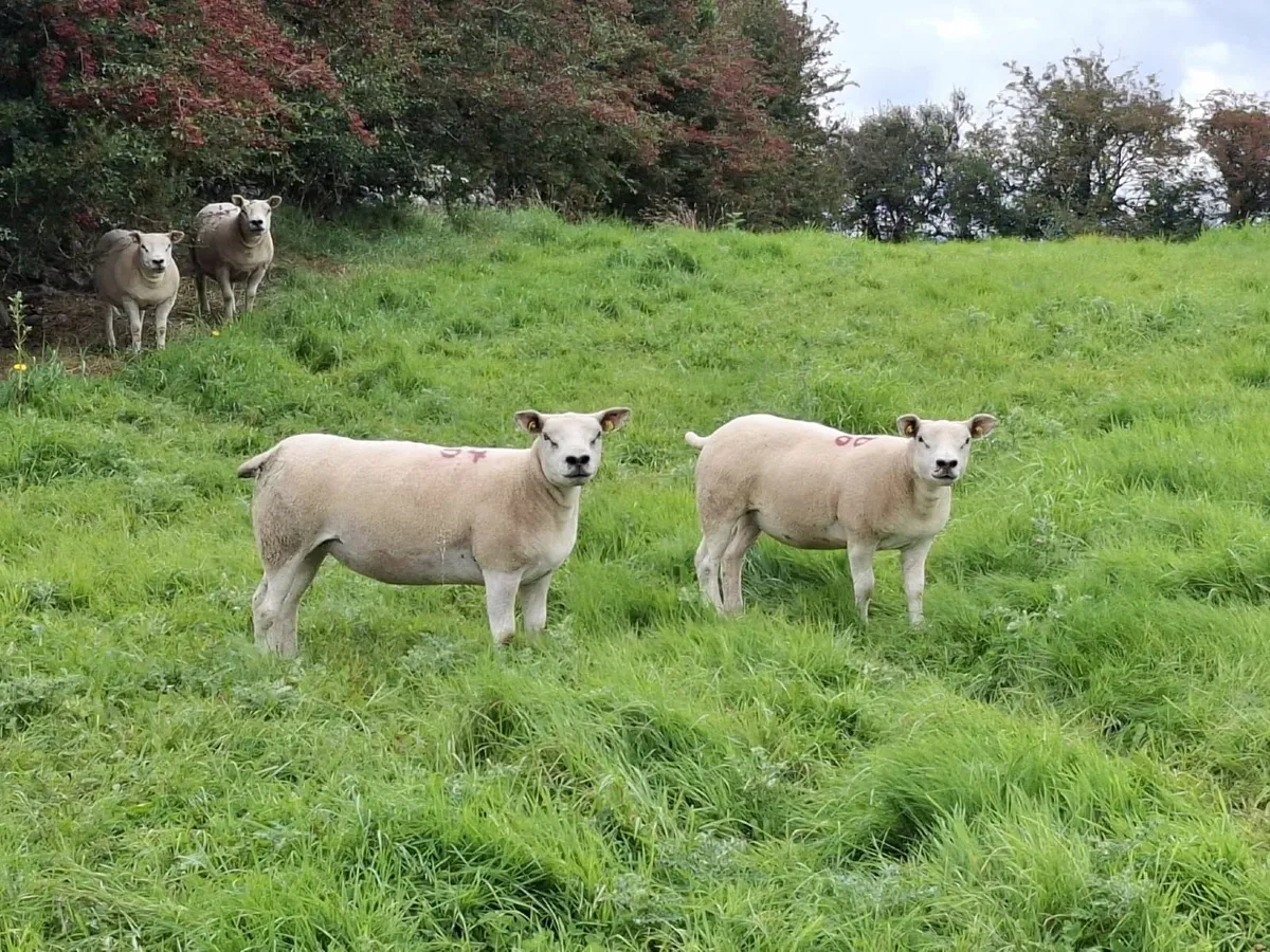 Sponged PBR Texel Ewe Hoggets - Image 1