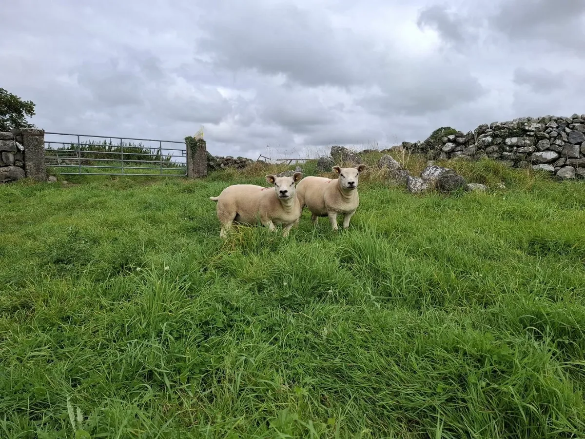 Sponged PBR Texel Ewe Hoggets - Image 2