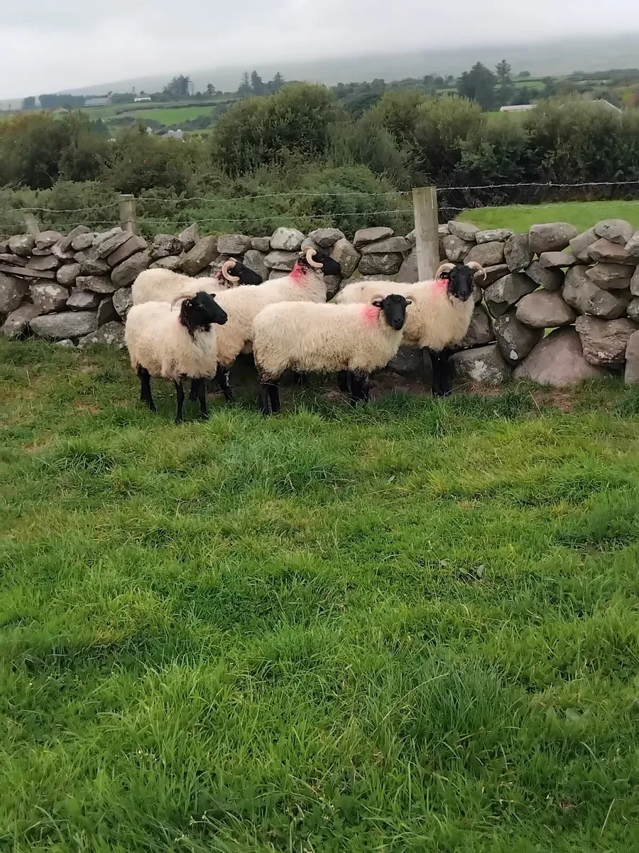 Mayo blackface ewe hoggets - Image 1