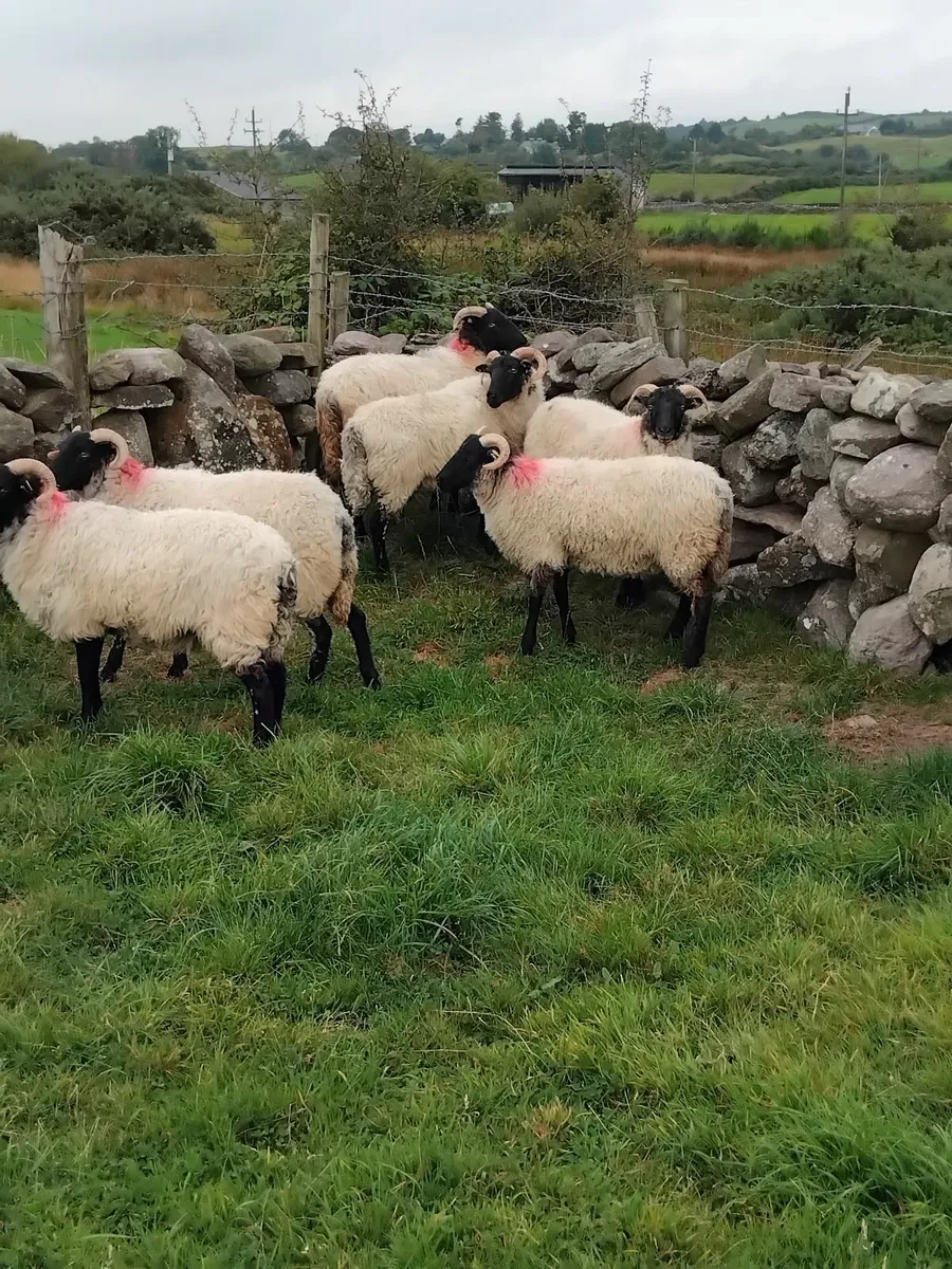 Mayo blackface ewe hoggets - Image 2