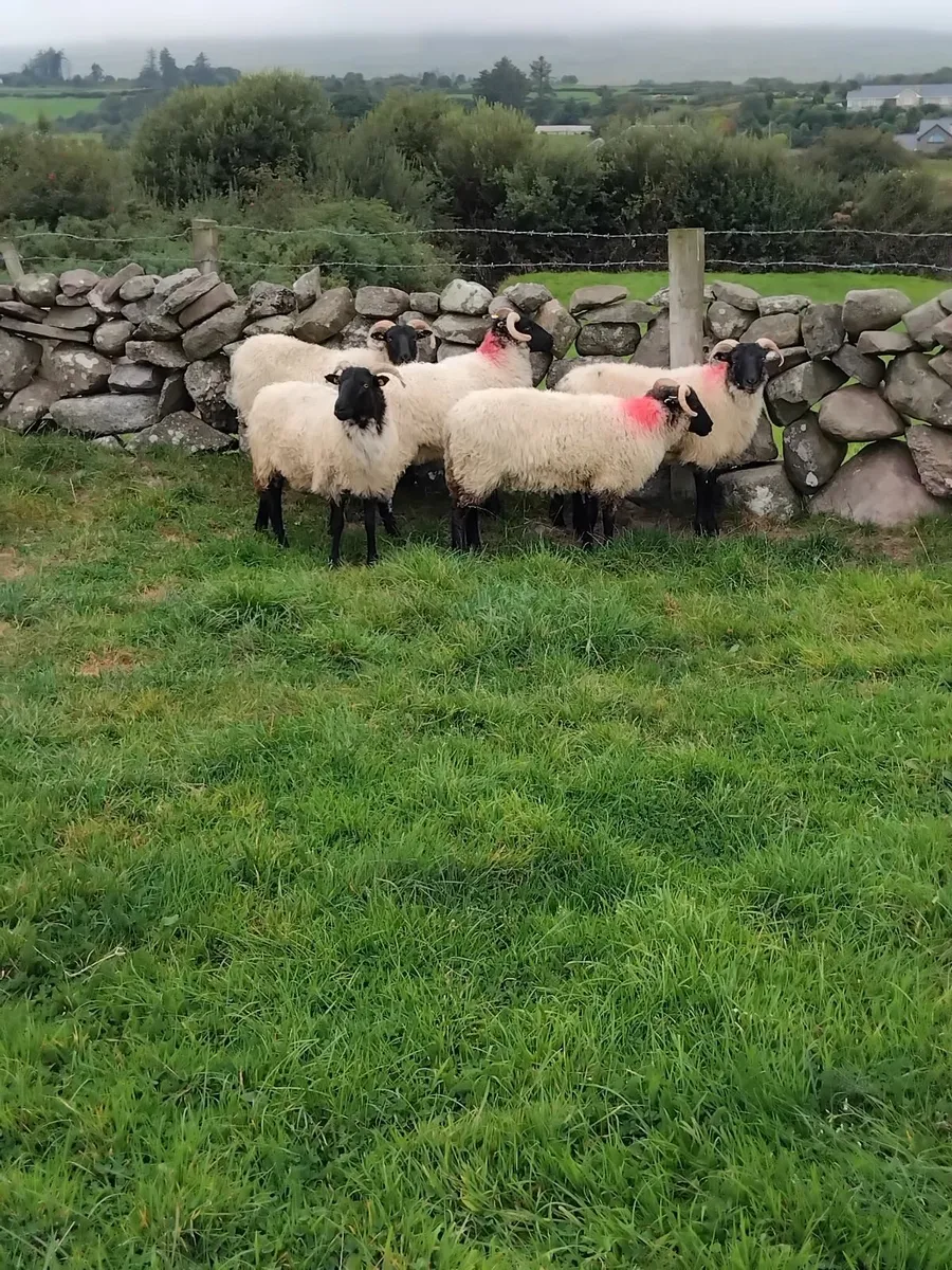 Mayo blackface ewe hoggets - Image 3