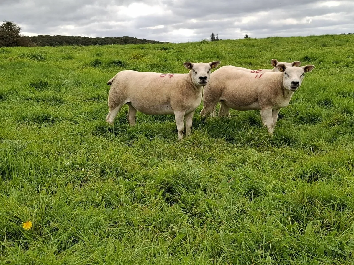 Sponged PBR Texel Ewe Hoggets - Image 3