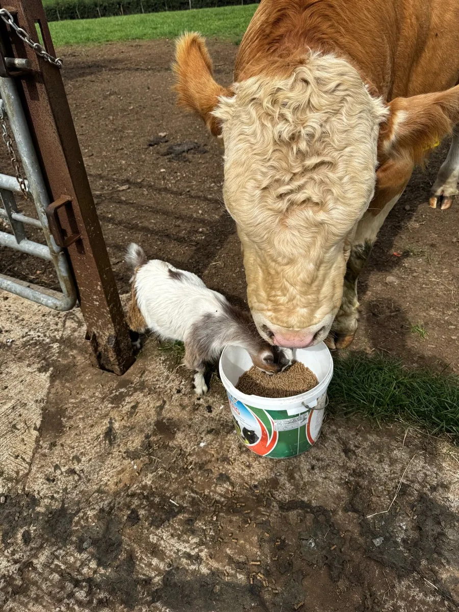 Pygmy goat kids - Image 1