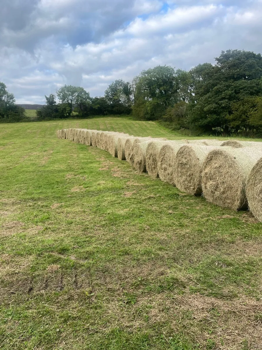 Hay for sale - Image 2