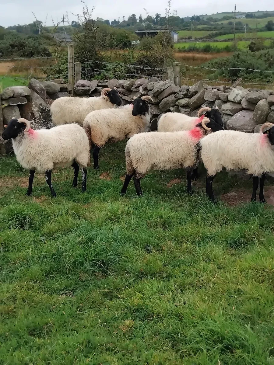 Mayo blackface ewe hoggets - Image 4