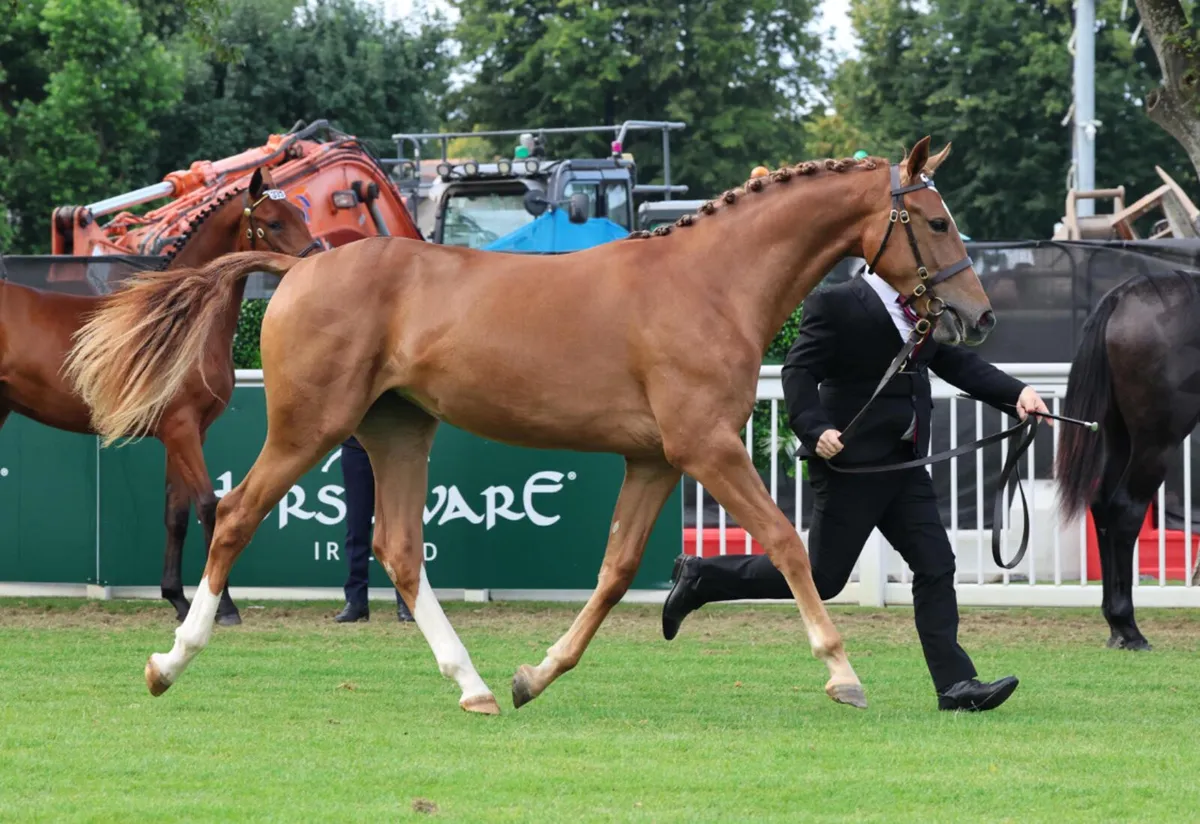 Tyson yearling Filly - Image 1