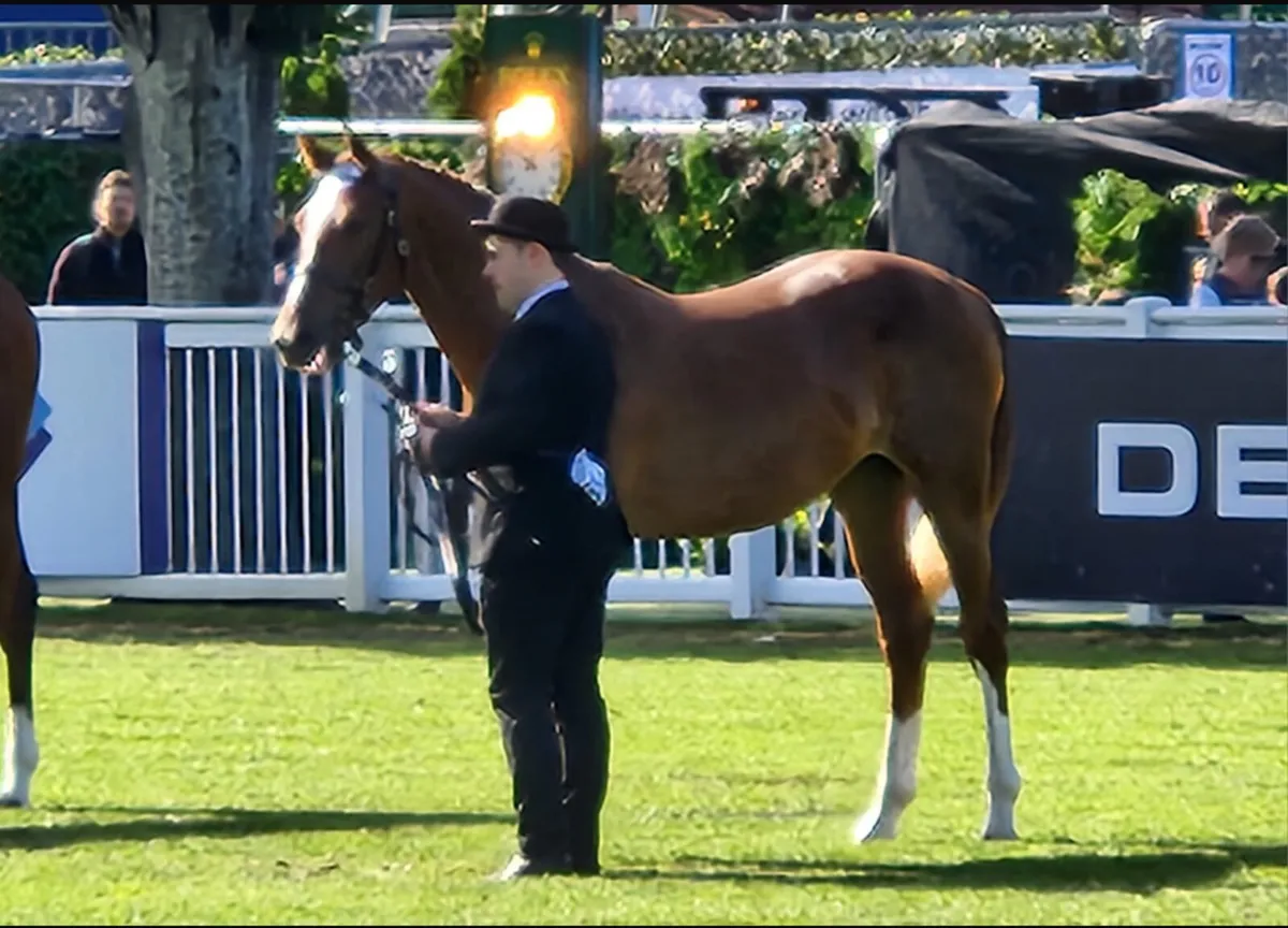 Tyson yearling Filly - Image 3