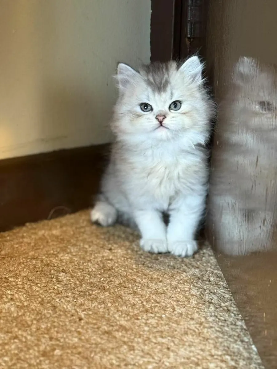 The last long-haired silver tabby - Image 1
