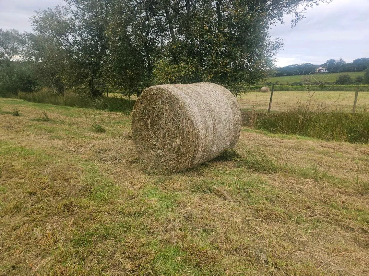 Bales of Rushes and Grass - Image 1