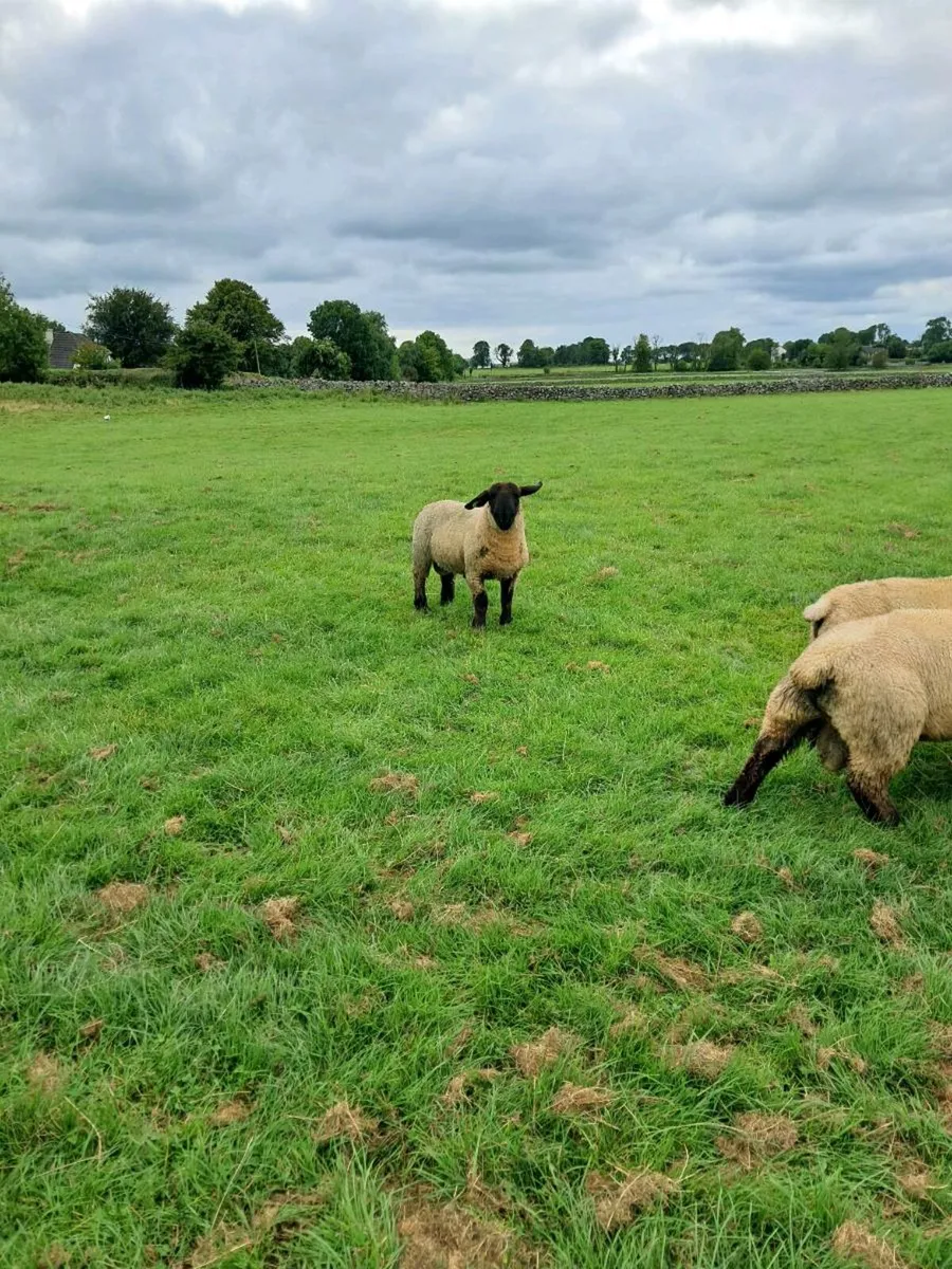 Sheep - Image 2