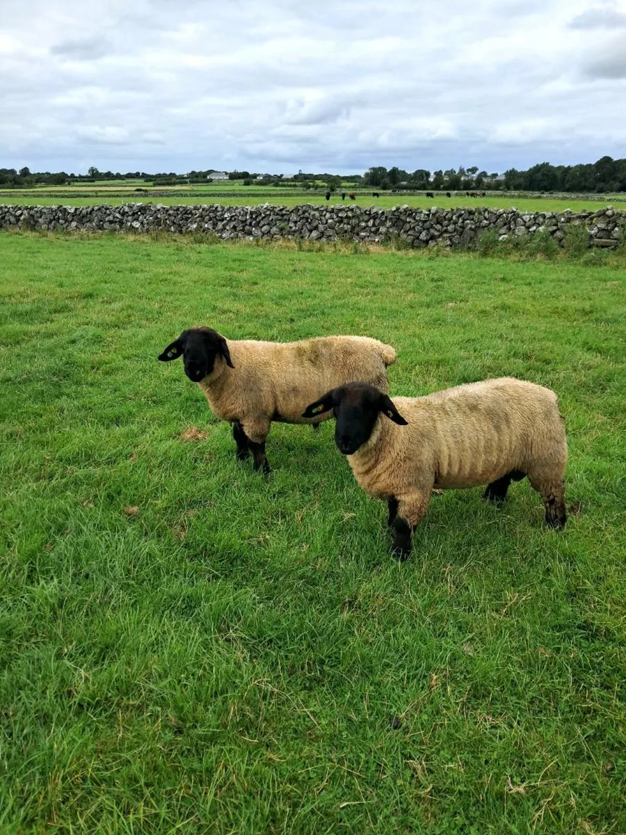 Sheep - Image 3