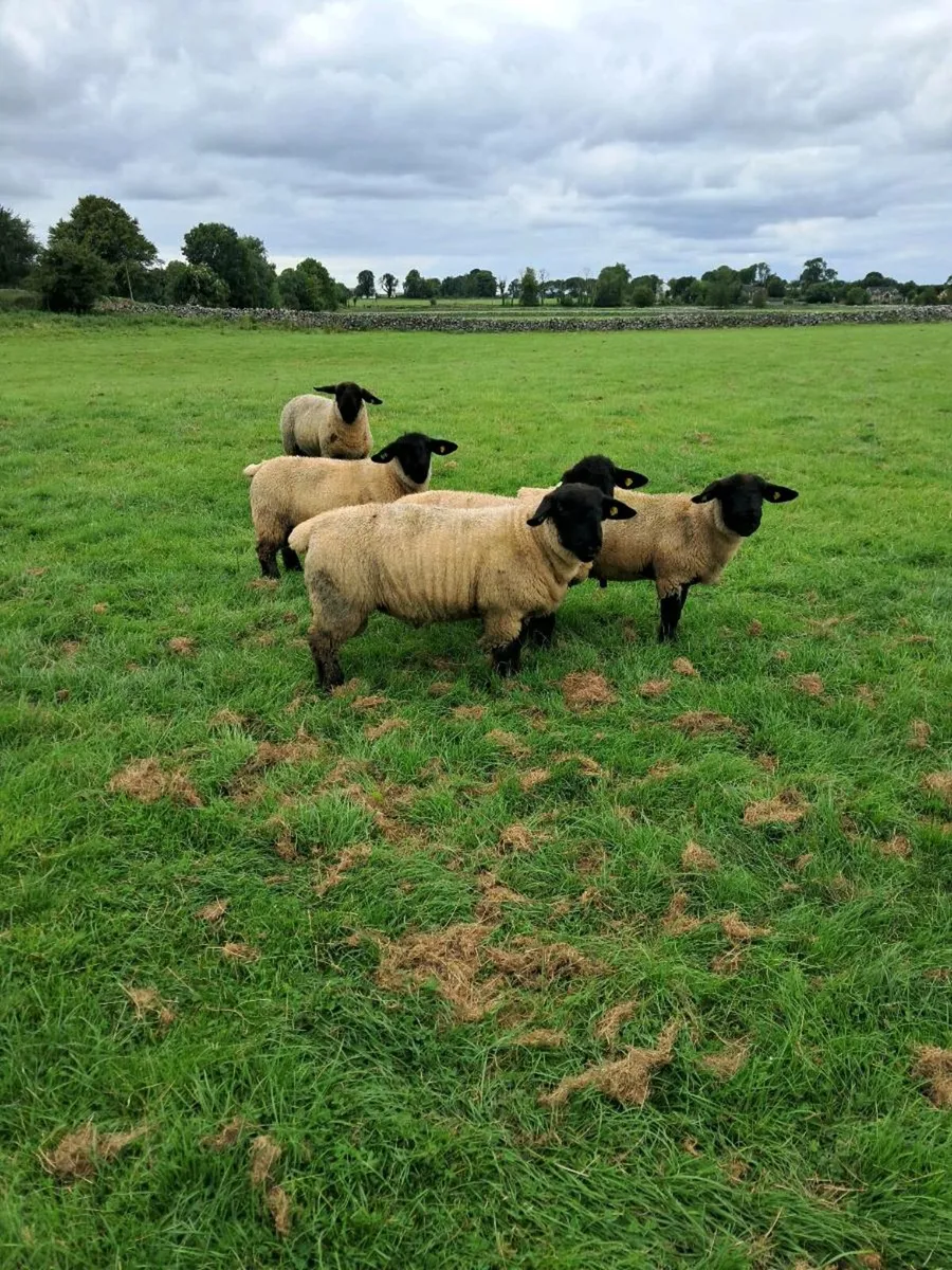 Sheep - Image 4