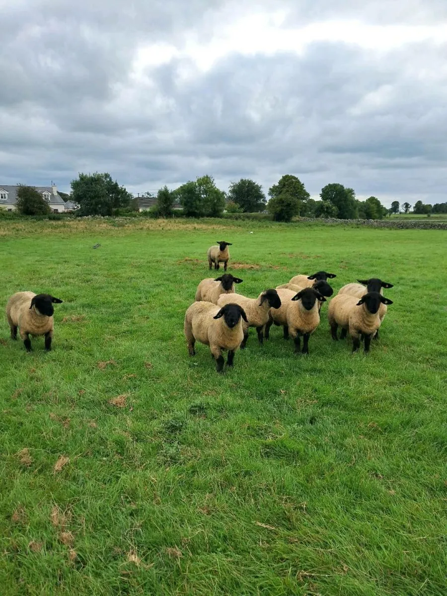 Sheep - Image 1