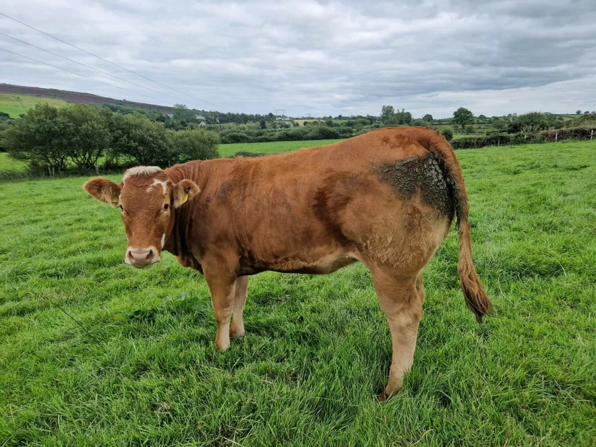 Breeding Heifers - Image 1