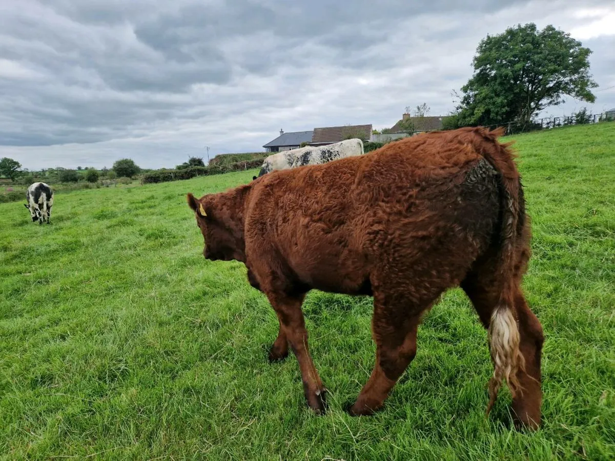 Breeding Heifers - Image 2