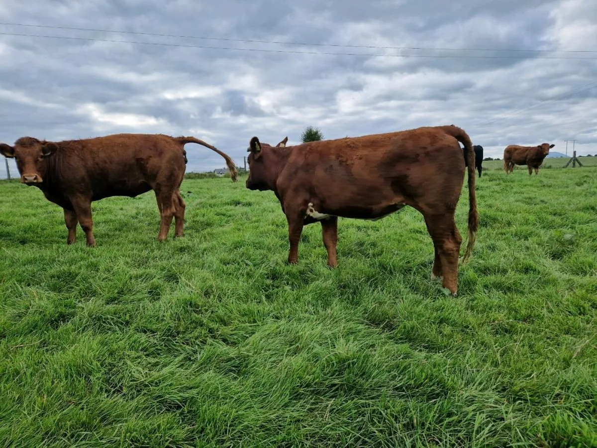 Breeding Heifers - Image 3
