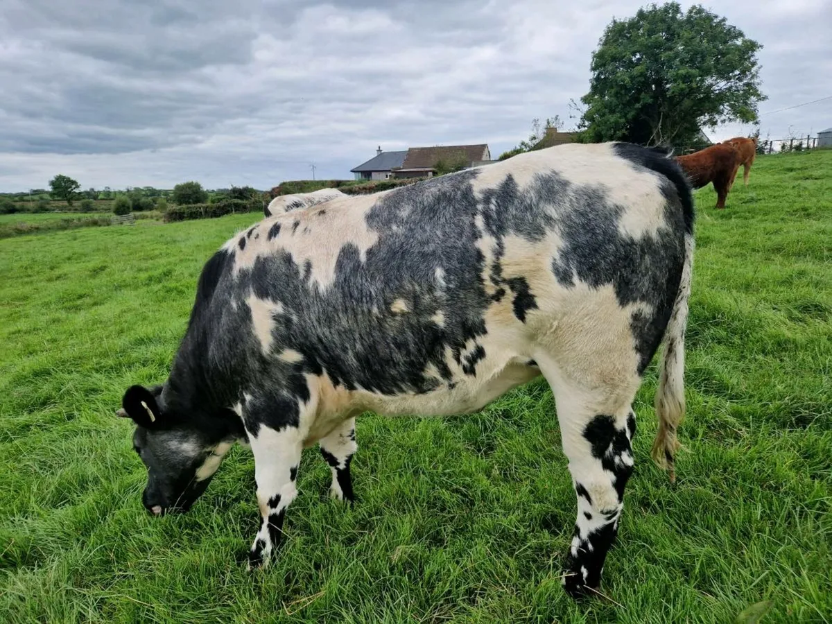 Breeding Heifers - Image 4
