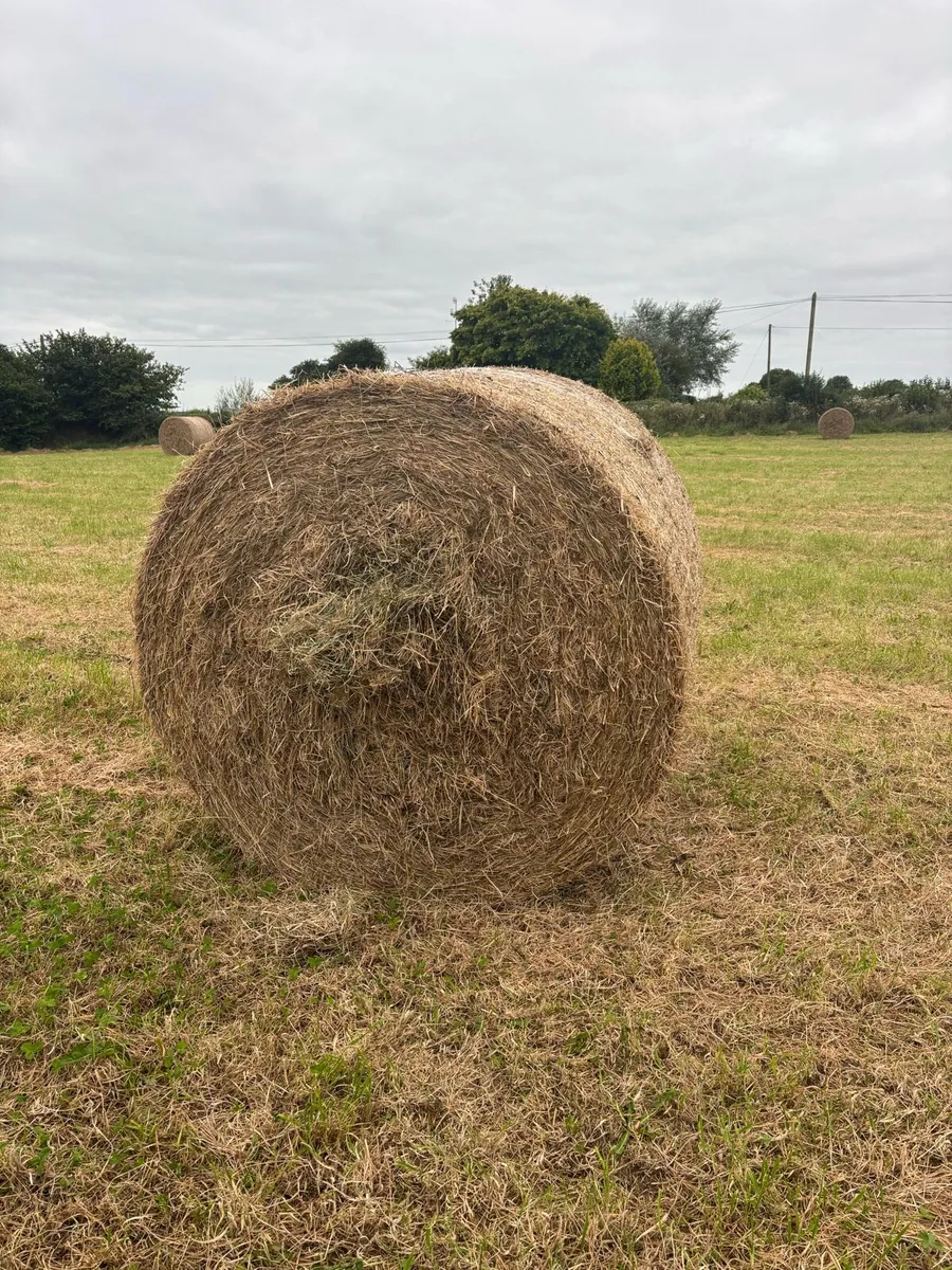 Top Quality Hay - Image 1