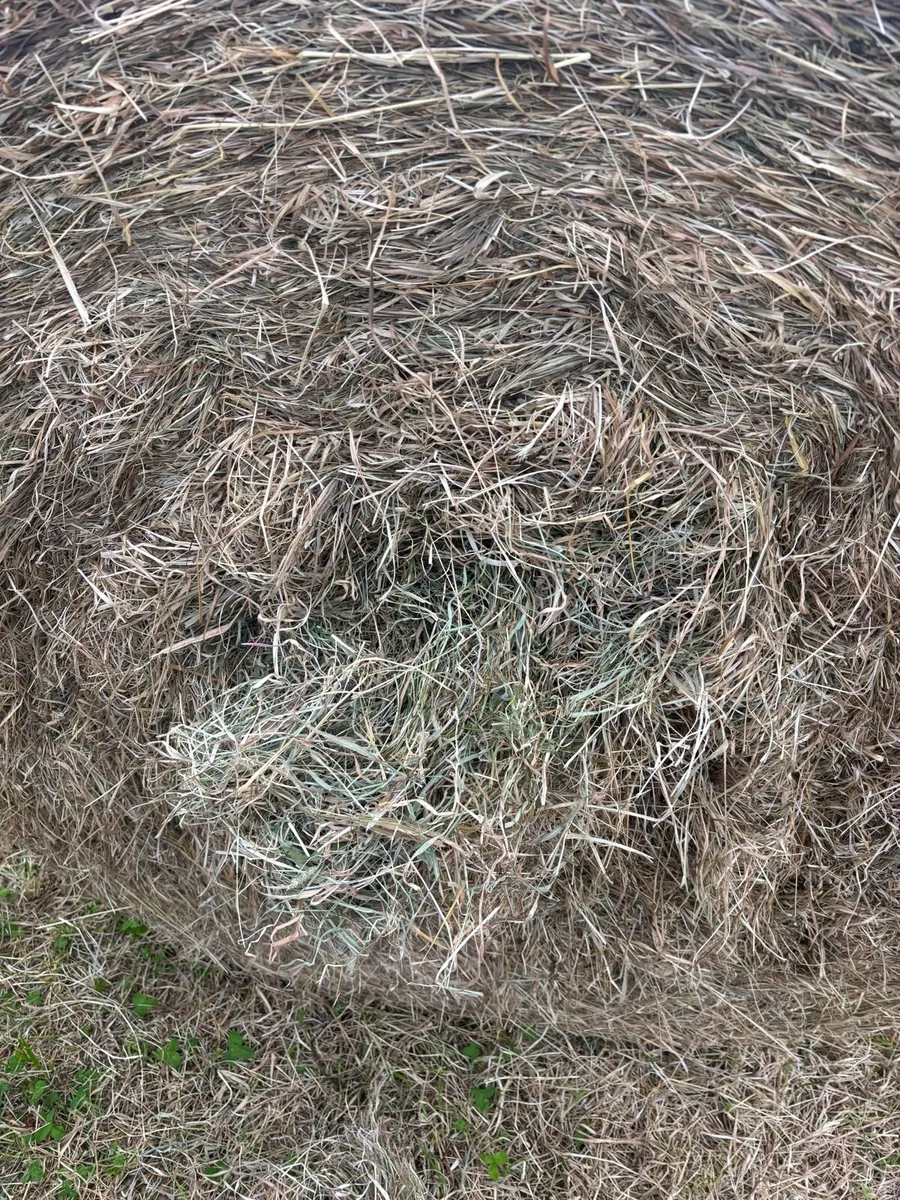 Top Quality Hay - Image 2