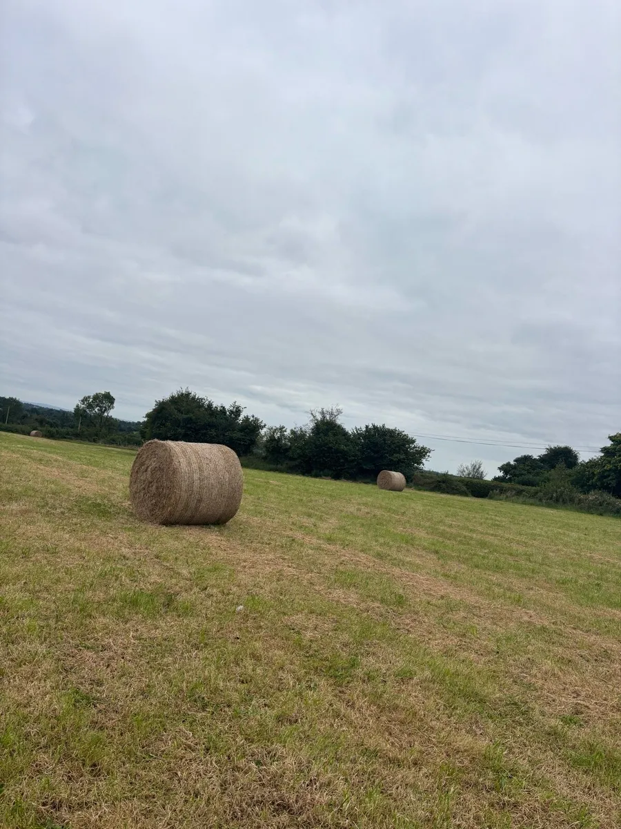 Top Quality Hay - Image 3