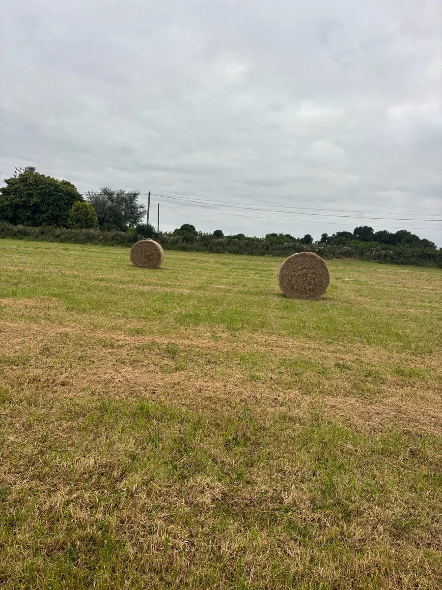 Top Quality Hay - Image 4
