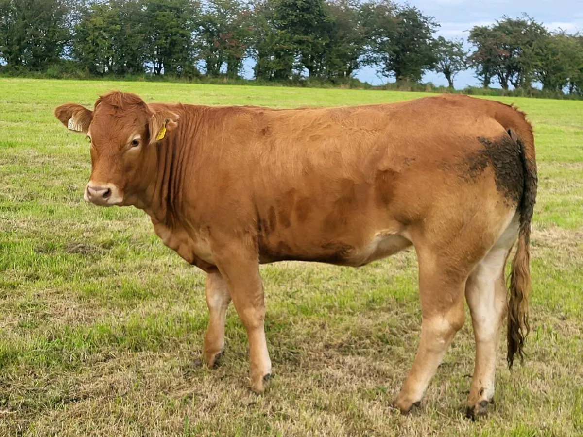 ** Purebred limousine heifer ** - Image 1