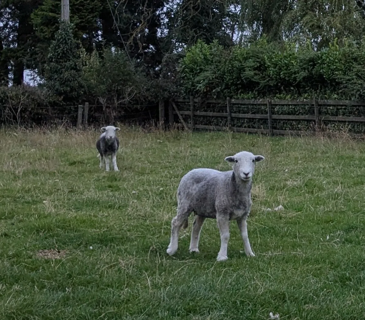 Sheep - Image 1