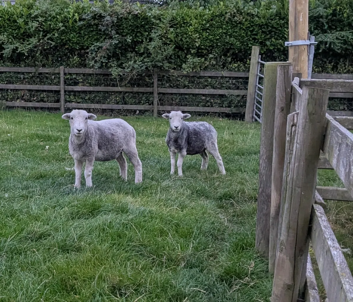 Sheep - Image 2