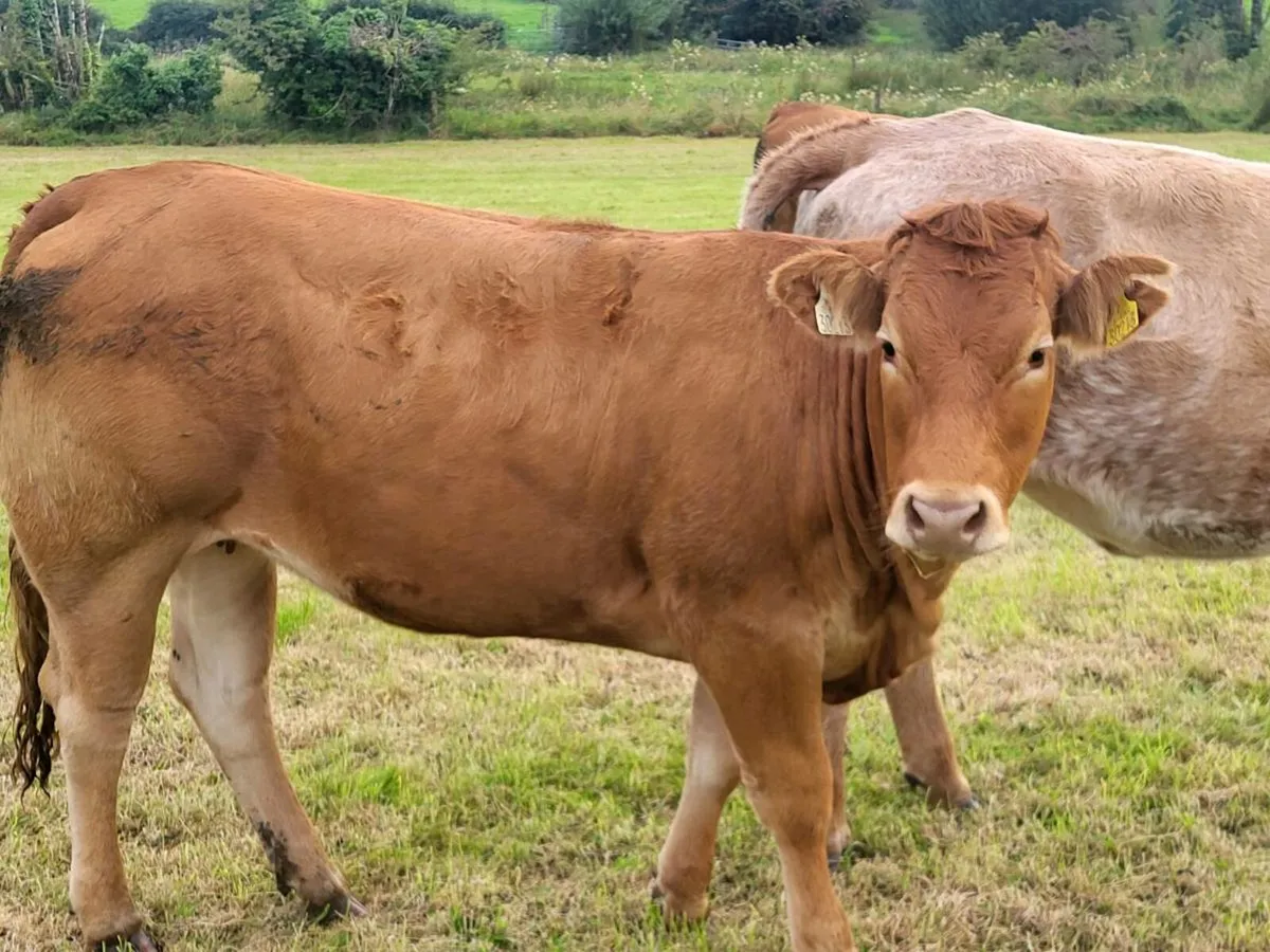 ** Purebred limousine heifer ** - Image 2