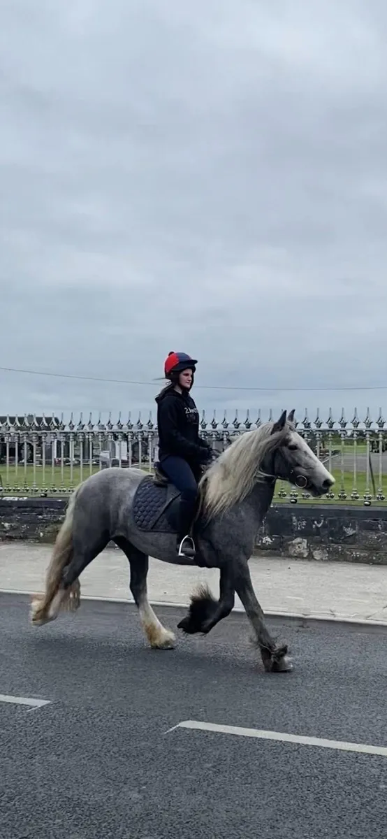 Silver Dapple Mare - Image 1