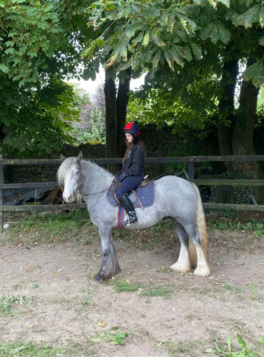 Silver Dapple Mare - Image 2