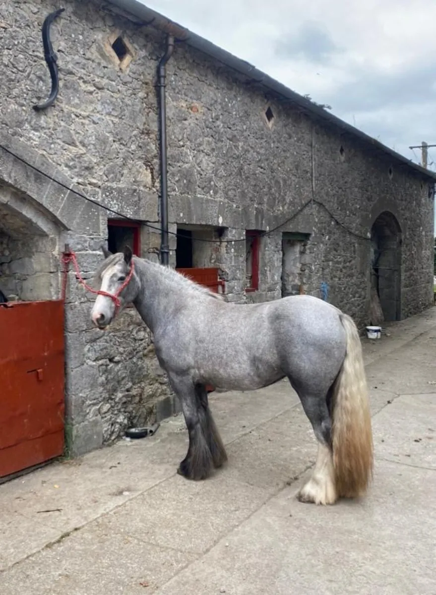 Silver Dapple Mare - Image 3