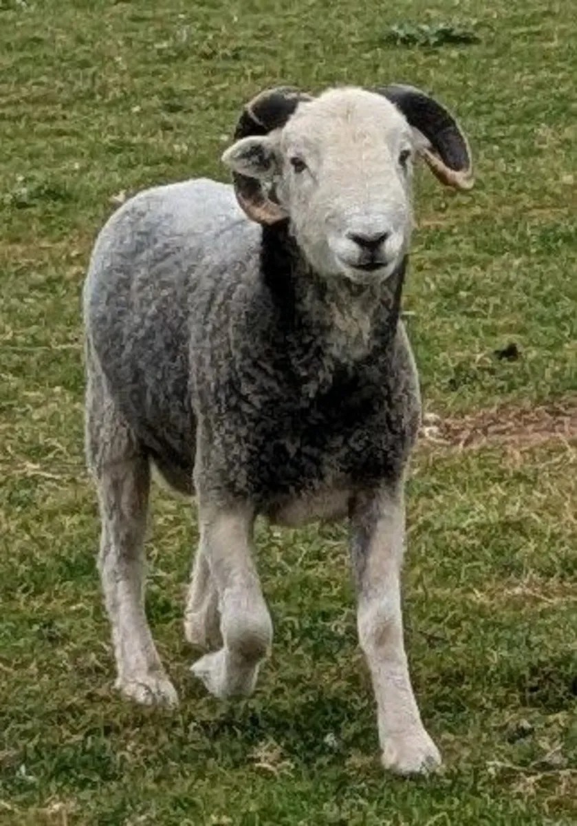 Sheep - Image 3