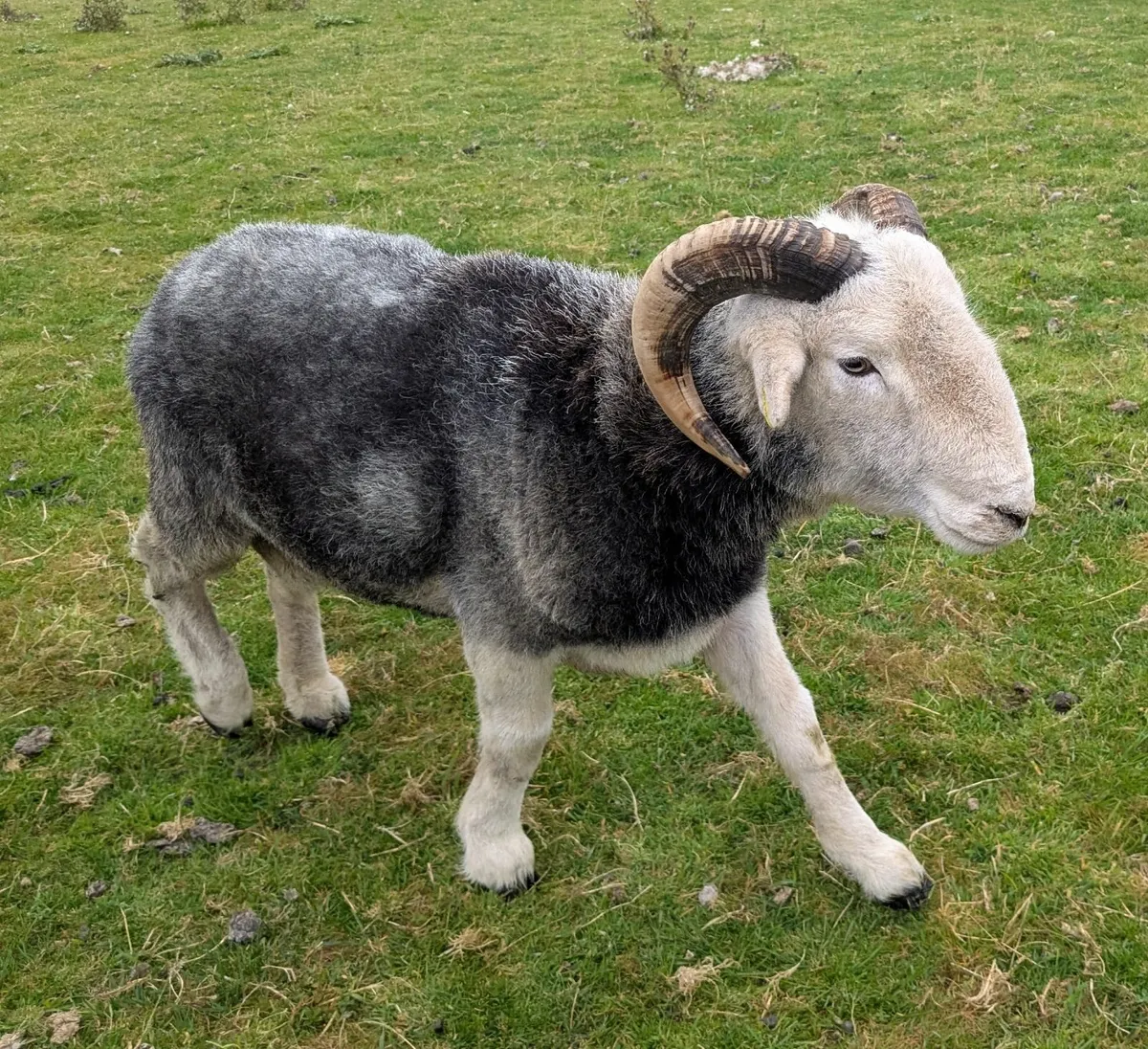 Sheep - Image 4