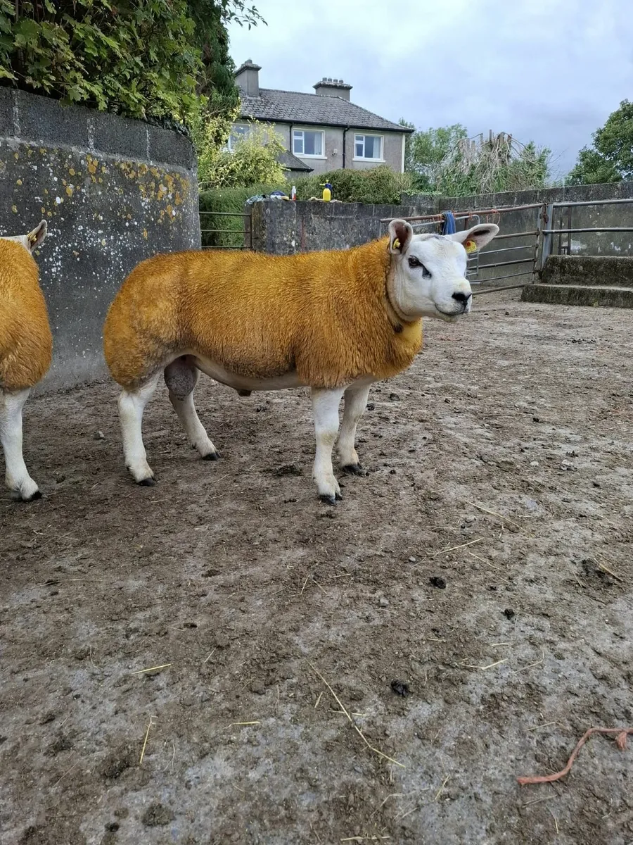 3 PBR Texel Ram Lambs - Image 1