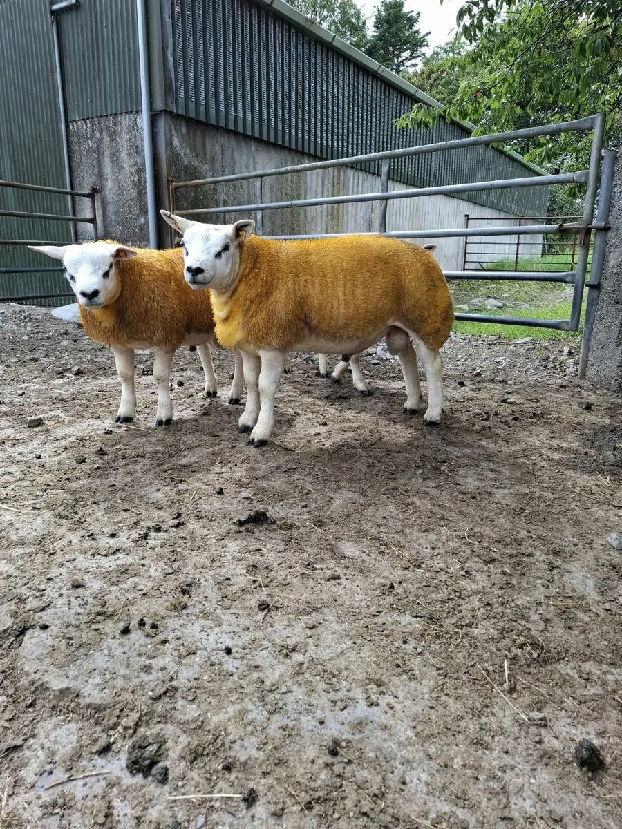 3 PBR Texel Ram Lambs - Image 2