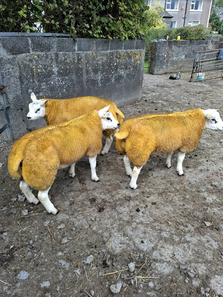 3 PBR Texel Ram Lambs - Image 3