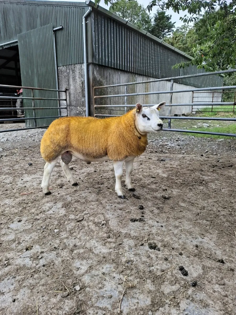 3 PBR Texel Ram Lambs - Image 4